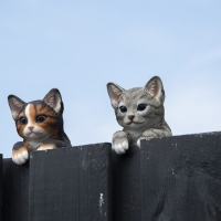 Schutting poes / kat